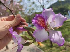 -红山村