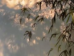 -大渡口区义渡公园