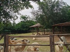 -泉州海丝野生动物世界