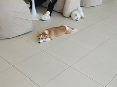 -怪兽屋·羊驼·猫咖·狗咖(俊华广场店)
