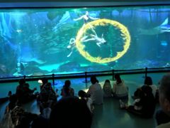 -海合安成都极地海洋公园