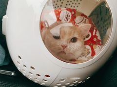 -申普宠物医院·心脏介入·心血管微创(总院)