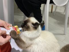 -喵的天空名猫咖啡馆·撸猫·猫舍·用品