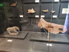 -北京周口店北京人遗址博物馆