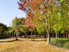 -上海长兴岛郊野公园