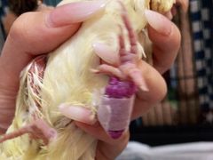 -瑞派·关忠动物医院·异宠专科·犬猫肿瘤·皮肤专科(望京店)