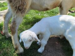 -前小桔亲子创意农场·草莓采摘·露营烧烤