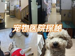 -瑞派天使宠物医院·神经外科·骨科·核磁CT(洛川中路店)
