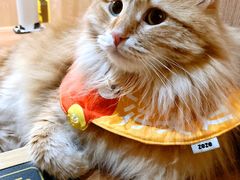 -MOCHA明星猫咖(田子坊店)