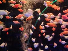 -青石桥花鸟鱼虫市场(叠翠城店)