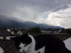 -喵屿·大理花园猫咖