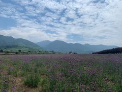 -曲江薰衣草庄园