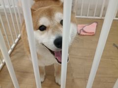 -CHEZ JASMINE 茉莉的氧气厨房