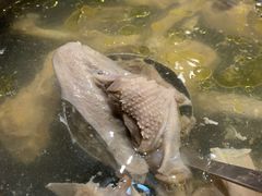 -鹭岛新泉客家菜·海鲜·融合菜(莲前店)