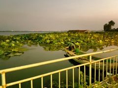 -渔娘蟹庄(阳澄湖莲花岛店)