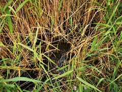 -春花秋色城市公园