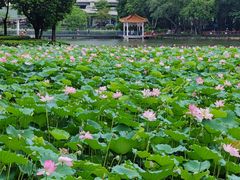 -荔湾湖公园