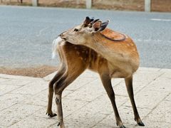 -奈良公园