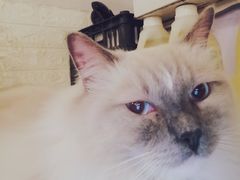 -Cappucimeow猫咪咖啡馆(韦伯时代店)