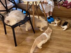 -滚猫咖啡·猫咖·猫友好撸猫(未来城店)