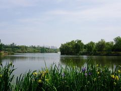 -白鹭湾湿地公园