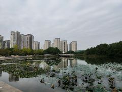 -新江湾城公园