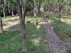 -上海长兴岛郊野公园