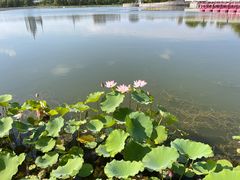 -莲花池公园
