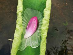 -新江湾城公园