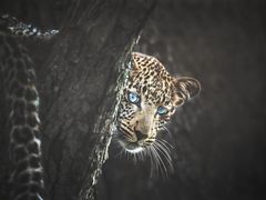 -罗红摄影艺术馆