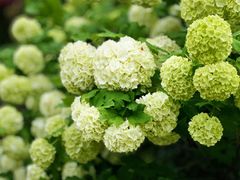 -上海鲜花港