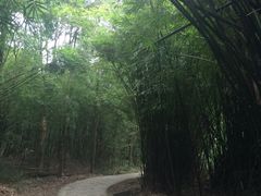 -广州市石门国家森林公园
