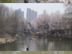 -长白岛森林公园