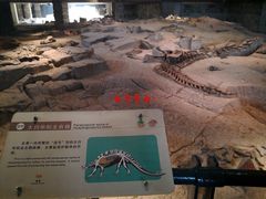 景点-自贡恐龙博物馆