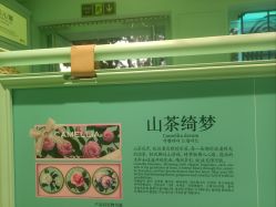 -青稚护手霜QINGZHI