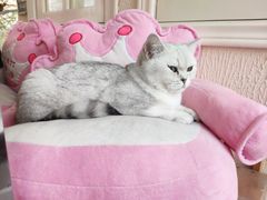 -猫小院猫主题餐厅(三里屯店)