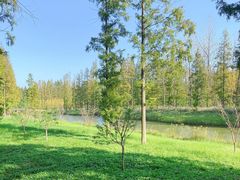 -黄海国家森林公园