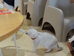 -藏猫猫咖啡主题馆(中央大道店)