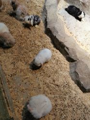 -酷嗒动物文化乐园(cutezoo西溪乐天城店)