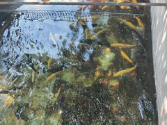 -北京龙庆四季香农家饭庄·灶台鱼·碳烤虹鳟鱼(龙庆峡店)