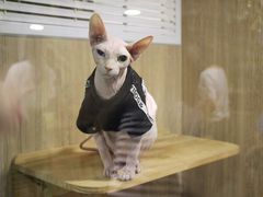 -藦茜花园宠物主题亲子互动体验馆(国顺东路店)