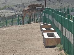 -新疆天山野生动物园