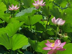 -莲花池公园