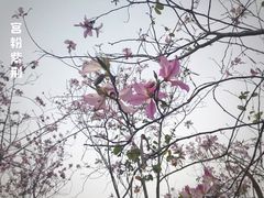 -聚龙山公园