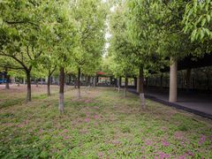 -中加枫华国际学校