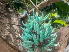 -中国科学院西双版纳热带植物园