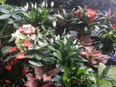 -金陵花卉交易市场