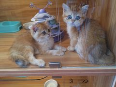 -猫十亿·布偶金渐层·曼基康矮脚猫舍(青年路店)