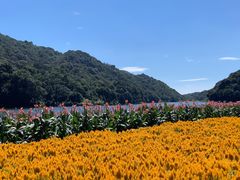 -广州市石门国家森林公园
