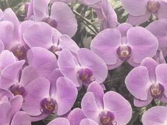 -花鸟鱼虫鲜花绿植市场(玉泉路店)